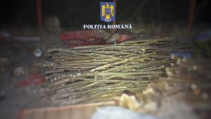 11 percheziții domiciliare în Mureș, pentru infracțiuni la regimul silvic