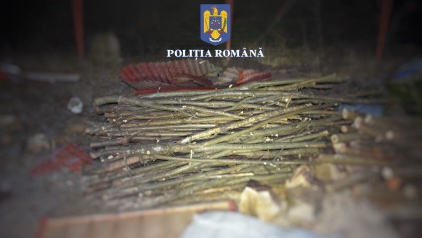 11 percheziții domiciliare în Mureș, pentru infracțiuni la regimul silvic