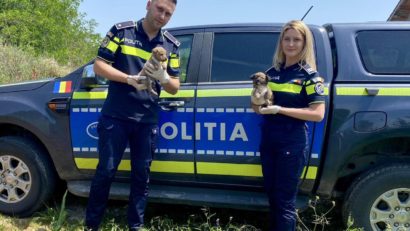 Mureș: Aproape 60 de dosare penale pentru abuzuri împotriva animalelor