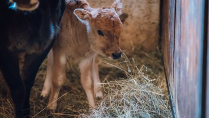 Zoo Tg.Mureș are o nouă atracție: un pui de zebu