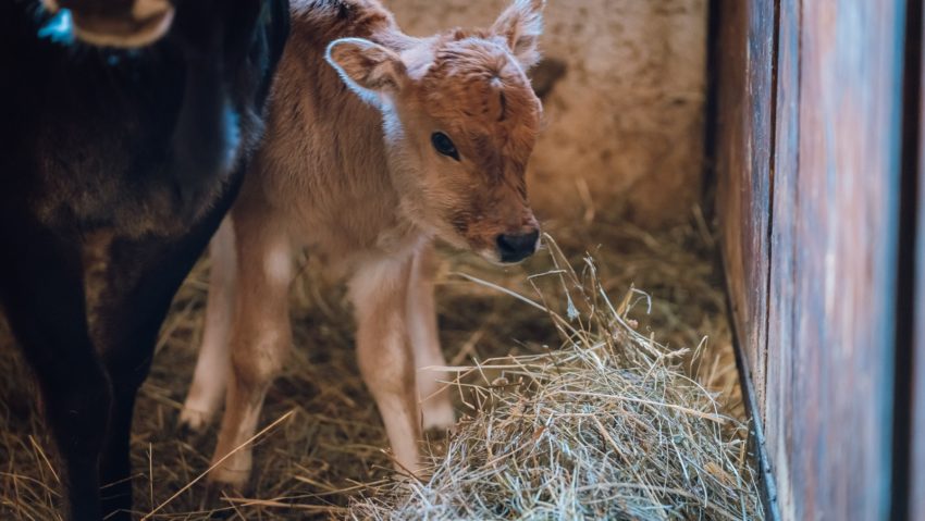 Zoo Tg.Mureș are o nouă atracție: un pui de zebu Zoo Tg.Mureș are o nouă atracție: un pui de zebu
