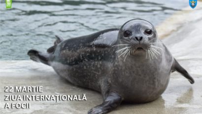 Ziua Internaţională a Focii va fi sărbătorită la Zoo Braşov