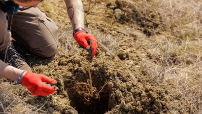 Acţiunea de împădurire de la Sărmaşu, amânată pentru aprilie