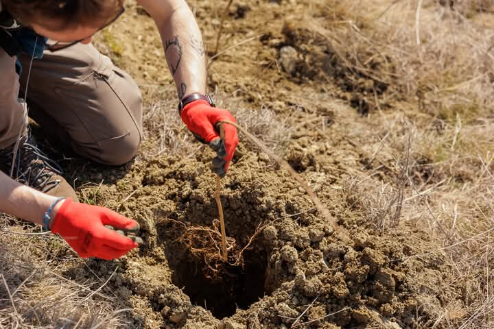 Acţiunea de împădurire de la Sărmaşu, amânată pentru aprilie