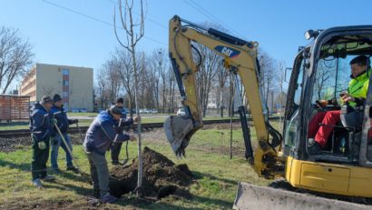 La Brașov se plantează arbori pe aliniamentele stradale și în cartiere