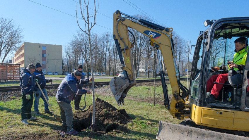 La Brașov se plantează arbori pe aliniamentele stradale și în cartiere La Brașov se plantează arbori pe aliniamentele stradale și în cartiere