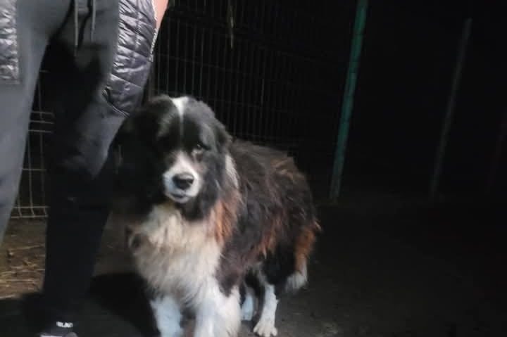 Dosar penal pentru săvârșirea infracțiunii de ,,rănirea cu intenție a animalelor”, deschis de polițiștii mureșeni Dosar penal pentru săvârșirea infracțiunii de ,,rănirea cu intenție a animalelor”, deschis de polițiștii mureșeni