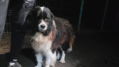 Dosar penal pentru săvârșirea infracțiunii de ,,rănirea cu intenție a animalelor”, deschis de polițiștii mureșeni
