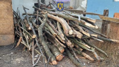 Zeci de percheziţii într-un dosar penal de tăiere ilegală şi furt de arbori, în Mureş