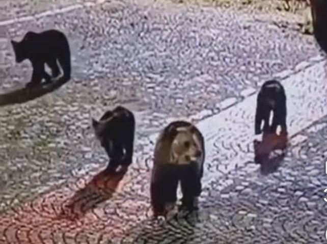 O familie de urși se plimbă la Platoul Cornești O familie de urși se plimbă la Platoul Cornești