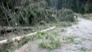 Cod portocaliu în Mureș. Copaci căzuți blochează DN 15 la Vălenii de Munte