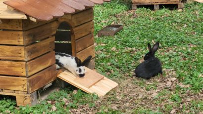 La Zoo Târgu Mureş s-a deschis Oraşul Iepuraşilor