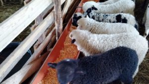 Un nou focar de variolă ovină a fost confirmat în comuna mureșeană Vătava