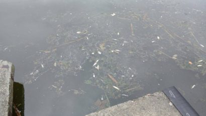 Zeci de peşti morţi în Lacul Noua din Brașov