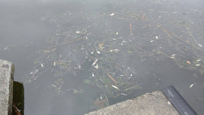 Zeci de peşti morţi în Lacul Noua din Brașov Zeci de peşti morţi în Lacul Noua din Brașov
