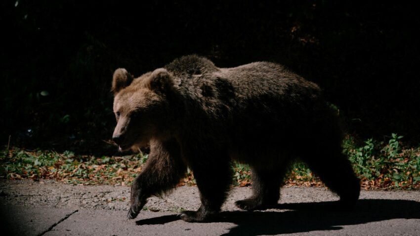 Mesaj RO-alert emis în urmă cu puțin timp de ISU Mureș Mesaj RO-alert emis în urmă cu puțin timp de ISU Mureș