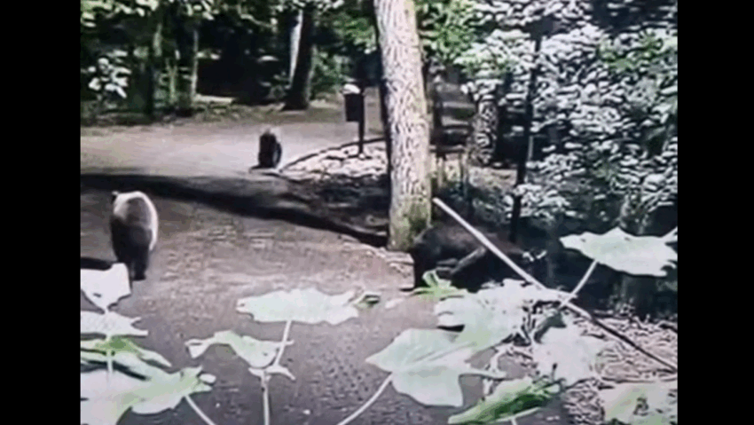 O ursoaică cu trei pui dă alarma la Platoul Cornești și Grădina Zoologică din Târgu Mureș O ursoaică cu trei pui dă alarma la Platoul Cornești și Grădina Zoologică din Târgu Mureș