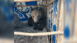 Doi pui de urs, găsiţi într-un copac la Săcele, au fost duşi la Sanctuarul de la Zărneşti