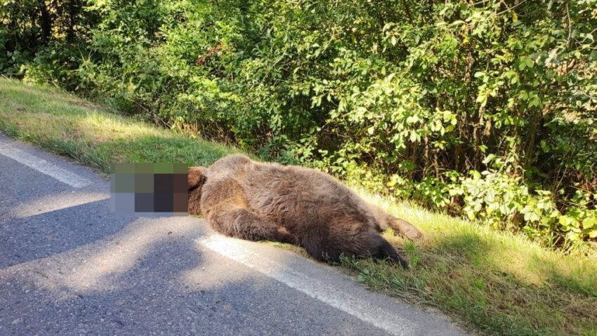 Urs accidentat mortal pe DN 1, în județul Sibiu Urs accidentat mortal pe DN 1, în județul Sibiu