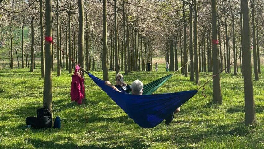 Bucuria de a fi | Paulownia festival