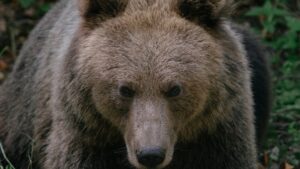 Acțiune de alungare a urșilor în zona Șumuleu-Ciuc, unde se desfășoară pelerinajul de Rusaliile Catolice
