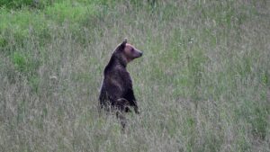 Zeci de intervenţii de alungare a urşilor la Miercurea-Ciuc, în ultima lună