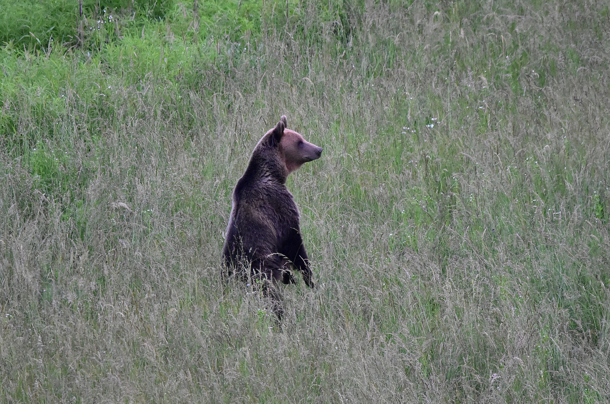 Bărbat atacat de urs în Mureș