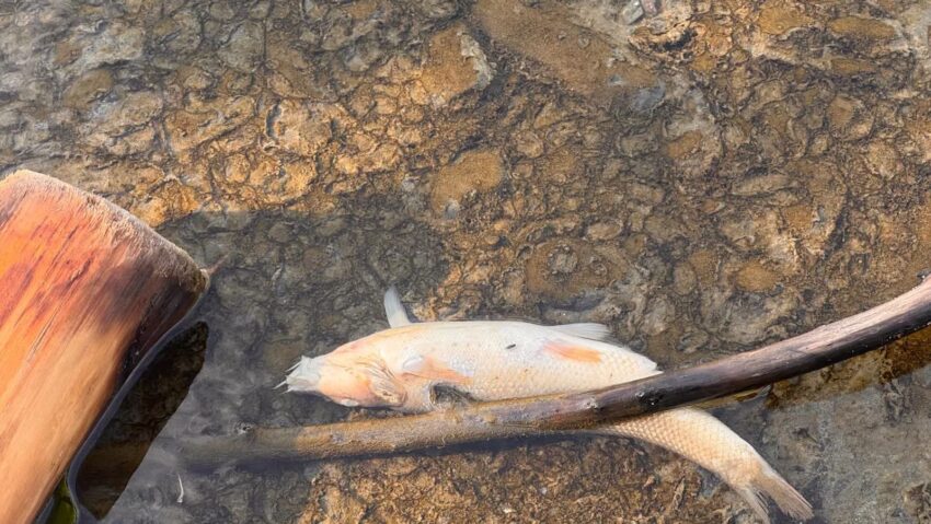 Animalele sălbatice au curăţat râul Târnava Mică de peştii morţi din cauza sării Animalele sălbatice au curăţat râul Târnava Mică de peştii morţi din cauza sării