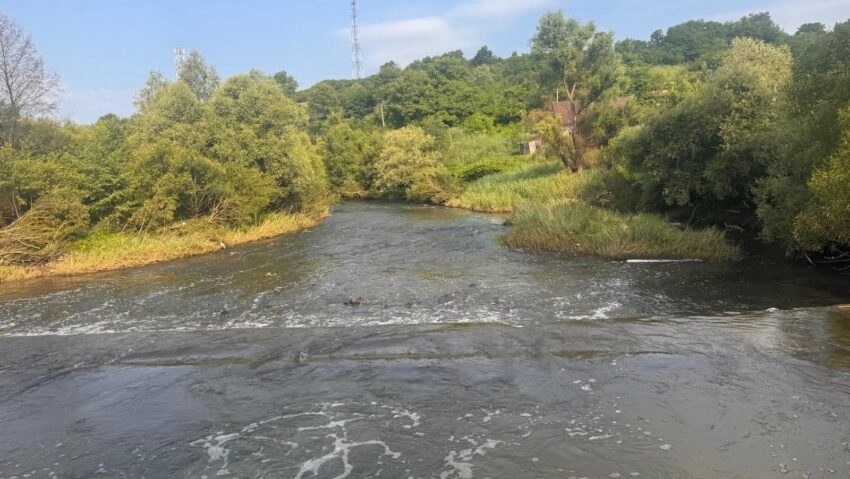 Pe lângă peşti, au început să moară şi castori din cauza concentraţiei de sare de pe Târnava Mică Pe lângă peşti, au început să moară şi castori din cauza concentraţiei de sare de pe Târnava Mică