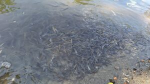 Peste 50 de kilograme de pești morți au fost scoși din Târnava Mică