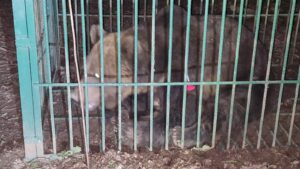 Urs de mari dimensiuni, capturat la Zoo Tg.Mureș