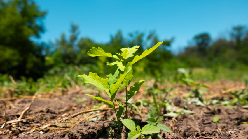 Luna plantării arborilor în județul Mureș