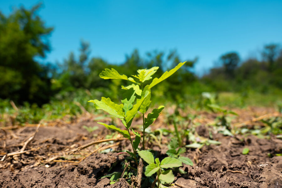 Luna plantării arborilor în județul Mureș