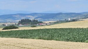 A crescut suprafața agricolă pentru subvenții, în Mureș