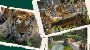 Ziua Internațională a Tigrului, sărbătorită la Zoo Brașov