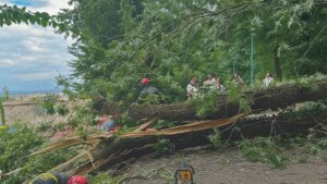Dezbatere inedită la Brașov pe tema pericolului arborilor de pe Tâmpa