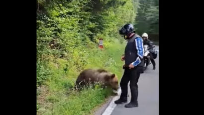 Un motociclist italian a murit pe Transfăgărășan, după ce a fost atacat de un urs