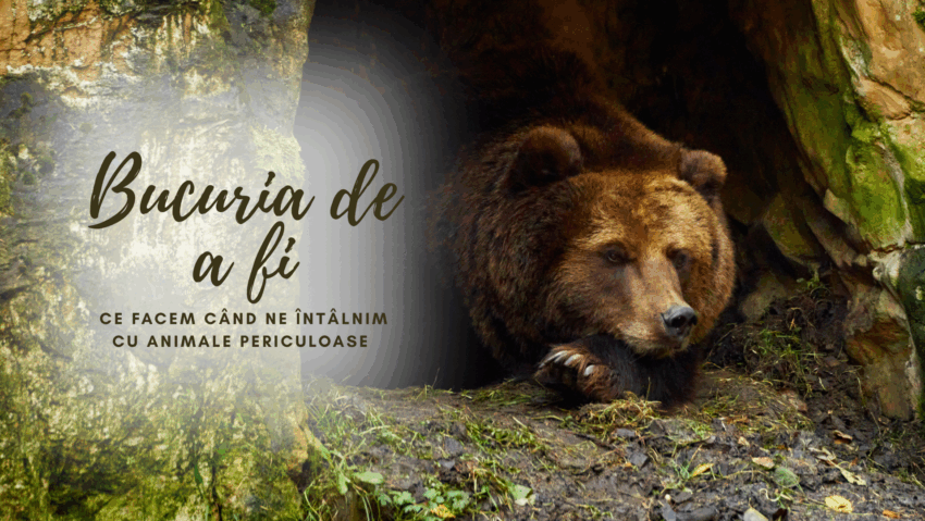 Bucuria de a fi | Întâlniri cu urșii