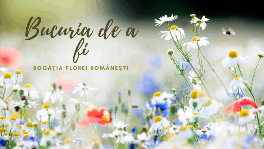 Bucuria de a fi | Flora Bucuria de a fi | Flora