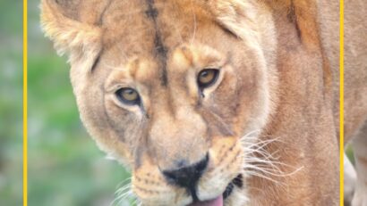 Ziua Mondială a Leului va fi sărbătorită la Grădina Zoologică Brașov