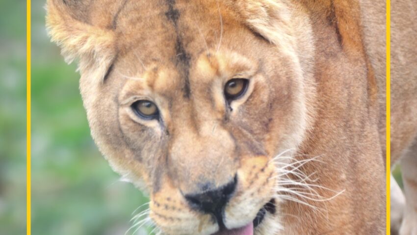 Ziua Mondială a Leului va fi sărbătorită la Grădina Zoologică Brașov