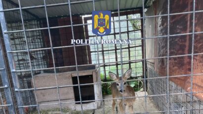Sibiu: Opt persoane reţinute în urma raziei din nordul judeţului