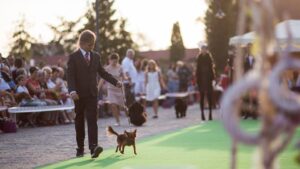 Peste 700 de participanți sunt așteptați la Tg Mureș, la Dracula Dog Show