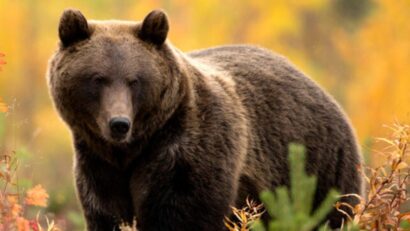 Provocările convieţuirii om-urs vor fi abordate la conferinţa TusnadEcoBear