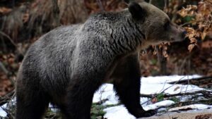 Vicepremierul Tánczos Barna a depus la Senat un proiect de lege prin care să fie dublată cota de vânătoare a urşilor