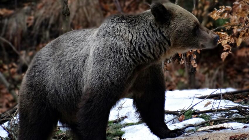 Vicepremierul Tánczos Barna a depus la Senat un proiect de lege prin care să fie dublată cota de vânătoare a urşilor
