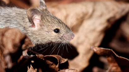 La Sf. Gheorghe începe campania de eliminare a rozătoarelor