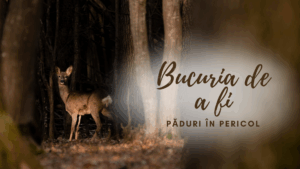 Bucuria de a fi | Păduri în pericol