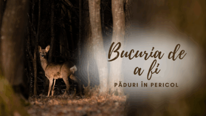 Bucuria de a fi | Păduri în pericol