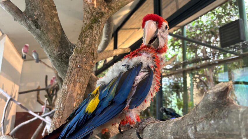 Program special de sărbători la Zoo Tg. Mureș